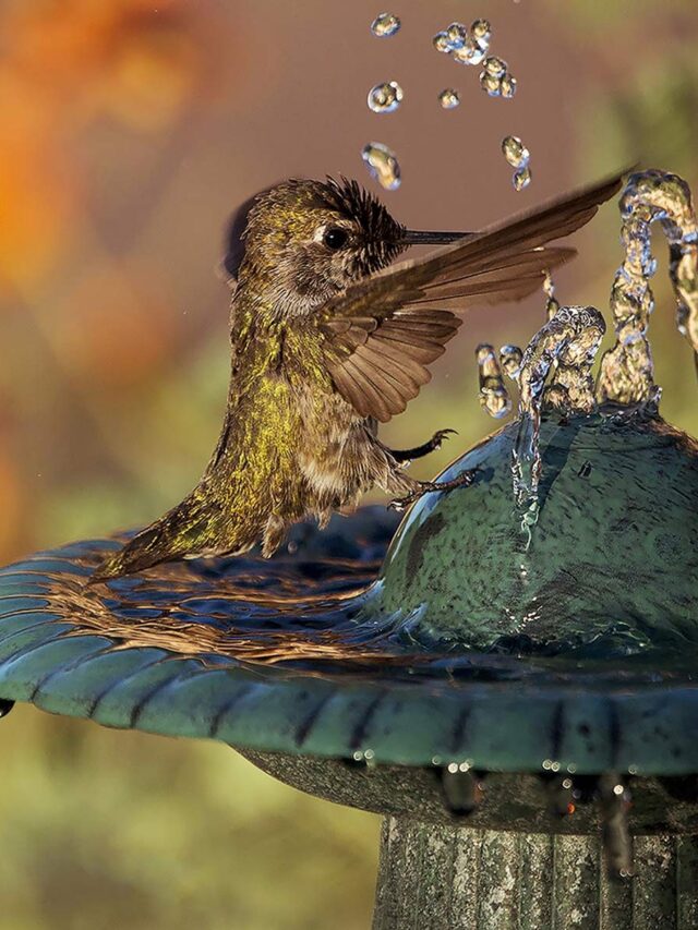 Attract More Hummingbirds with These 5 Bird Bath Tips