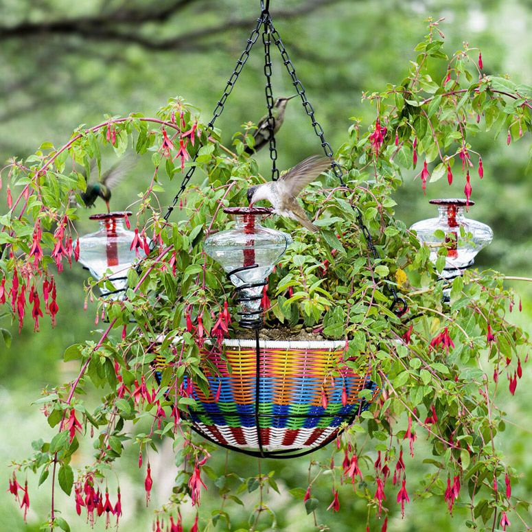 Best Hanging Basket Plants To Attract Hummingbirds