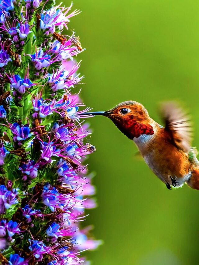 12 Flowers That Attract And Feed Hummingbirds