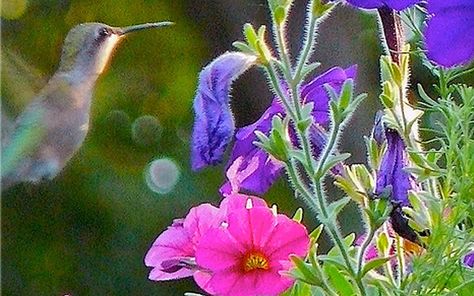 Hummingbirds Will Love These Plants In Your Hanging Baskets