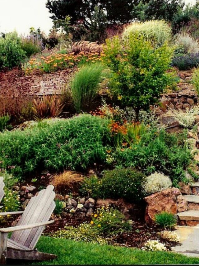 Landscaper reveals the ideal native plants for growing on a slope to transform your yard: ‘My go-to’