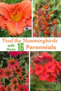 Sun-Tolerant Perennial That Will Attract Hummingbirds To Your Yard