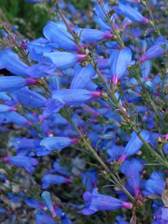 3 Types of Perennial Plants That Are Hummingbird Magnets